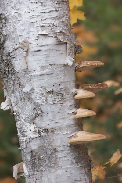 Michigan Shelf mushrooms on birch tree